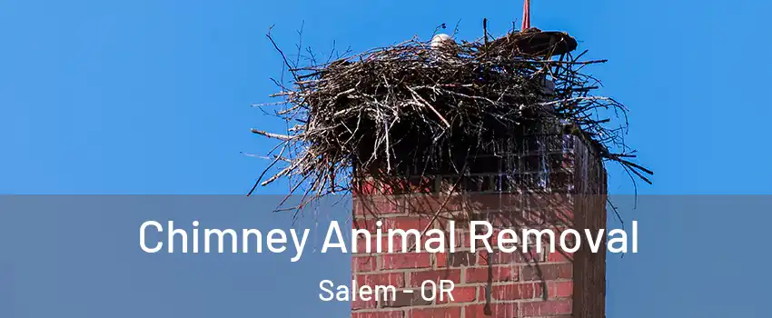 Chimney Animal Removal Salem - OR