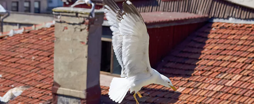 Residential Chimney Animal Removal Solution in Salem, OR